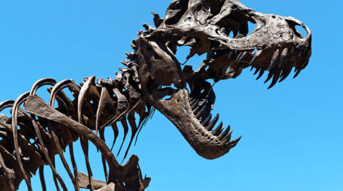 Dinosaur Skeleton Head Against Blue Clear Sky